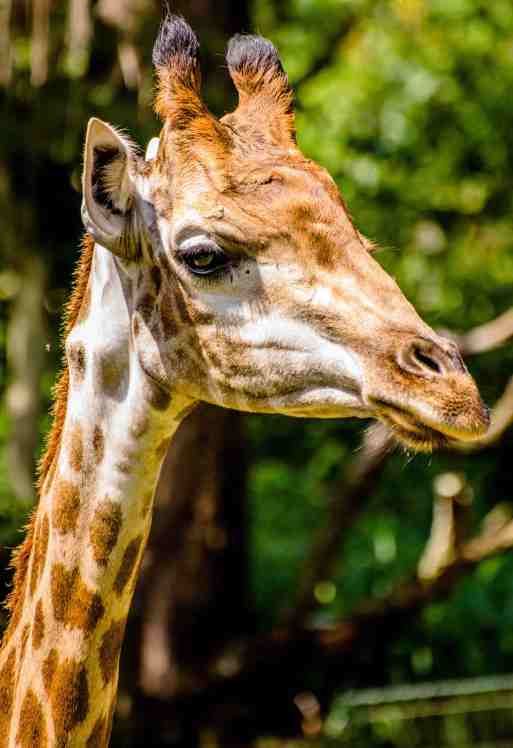 animals-zoo-giraffe-42329